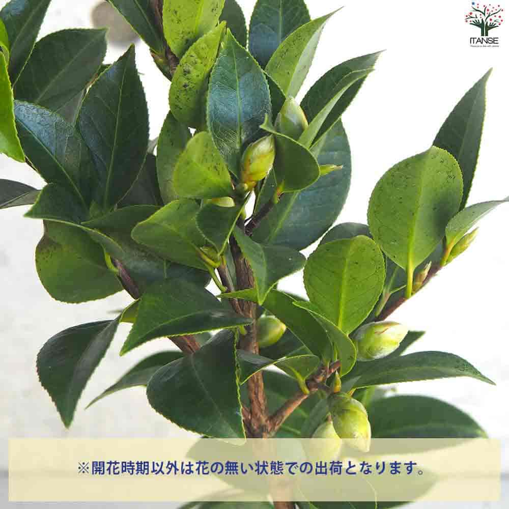 椿(つばき)の苗木 ブラックレース 【花木苗 4号ポット／1個売り