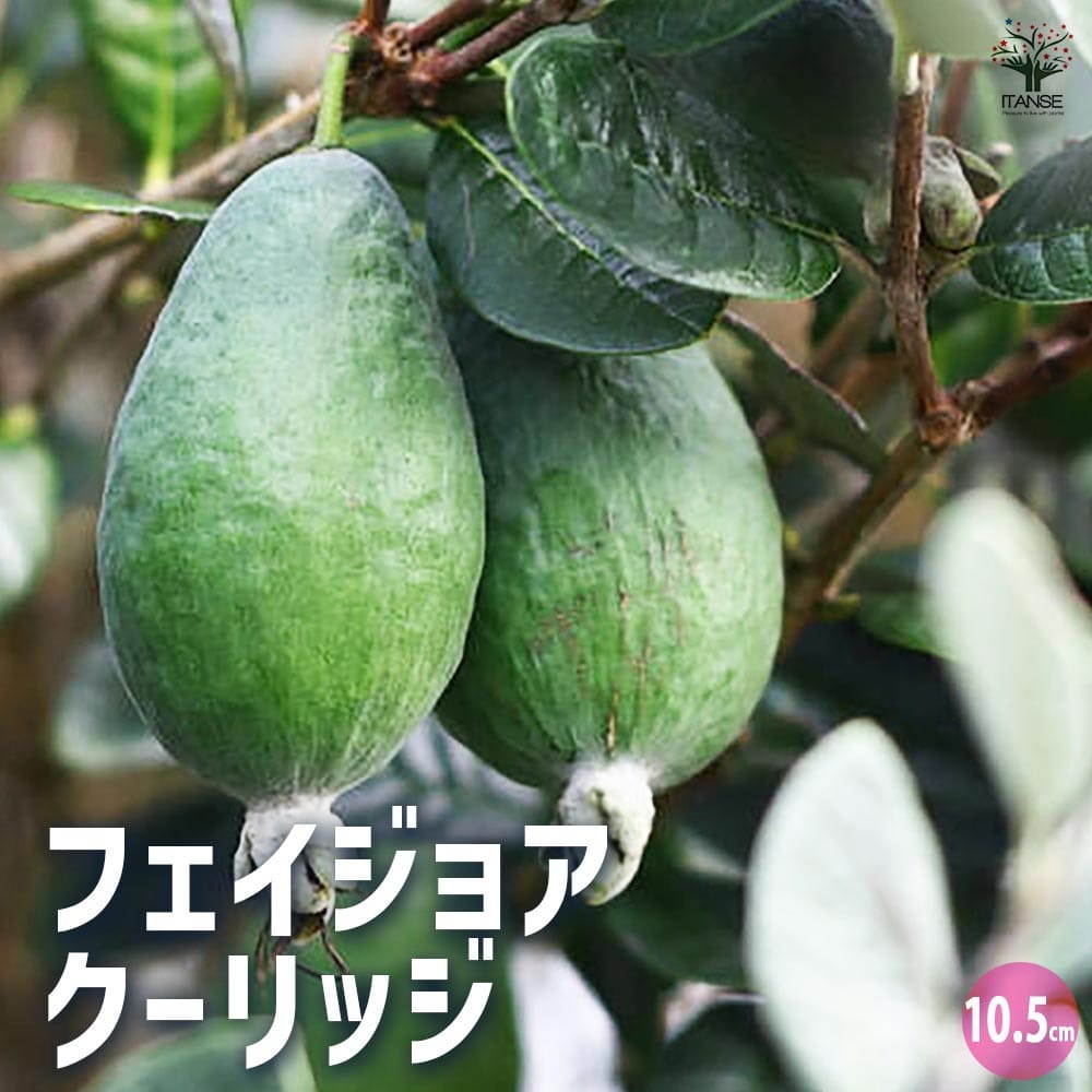 フェイジョア クーリッジ