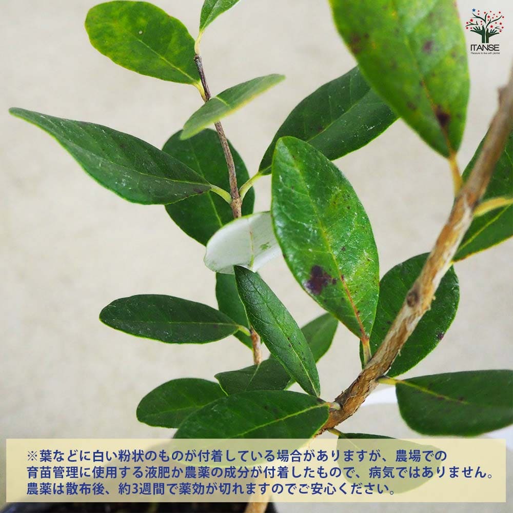 楓*様 フェイジョア ホワイトグース 挿し木苗