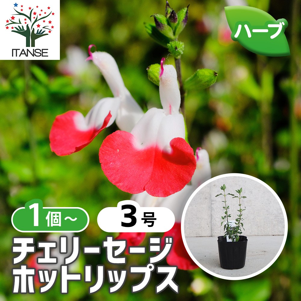 チェリーセージ ホットリップス【ハーブ苗9cmポット／1個～】｜ 【植物