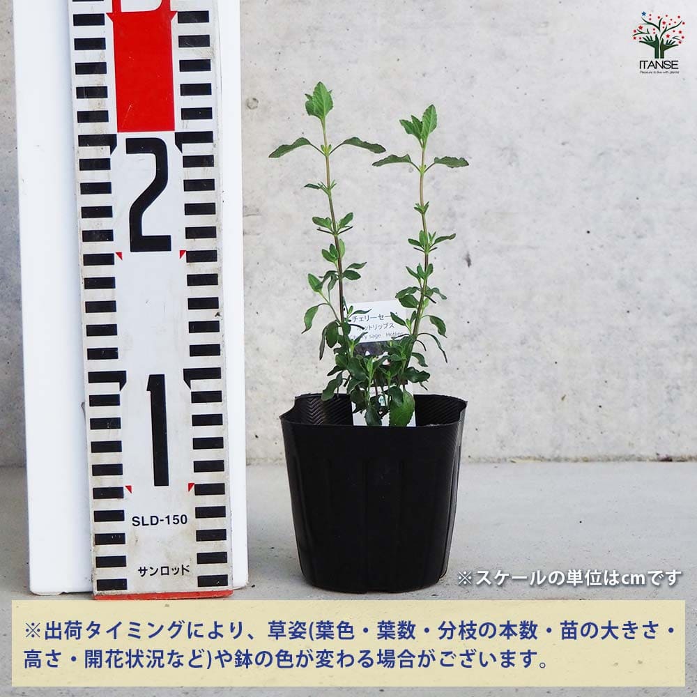チェリーセージ ホットリップス【ハーブ苗9cmポット／1個～】