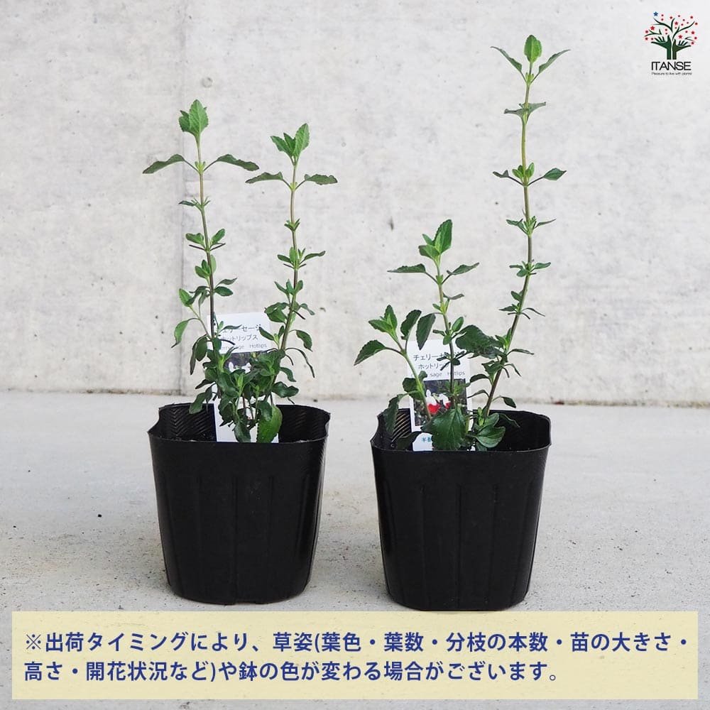 梅雨明け前のせーる！チェリーセージ ホットリップス 挿し穂10本 梅雨明け前のせーる！チェリーセージ ホットリップス 挿し穂10本