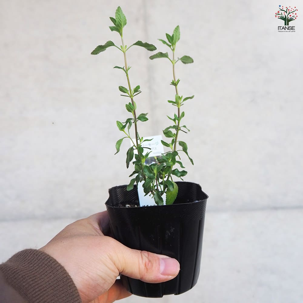 チェリーセージ ホットリップス 【ハーブの苗 9cmポット／お買い得3個