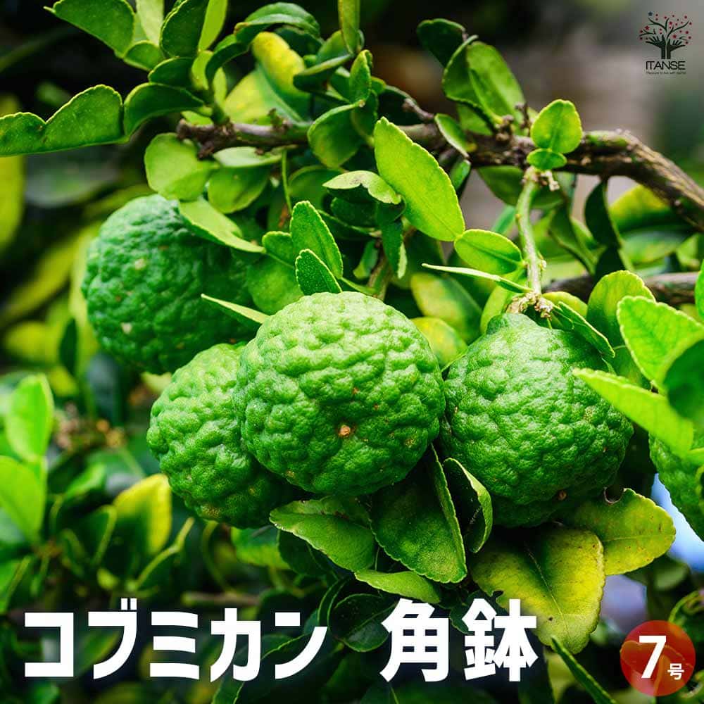 みかんの苗木 コブミカン 【果樹の苗木 7号角鉢／1個売り】