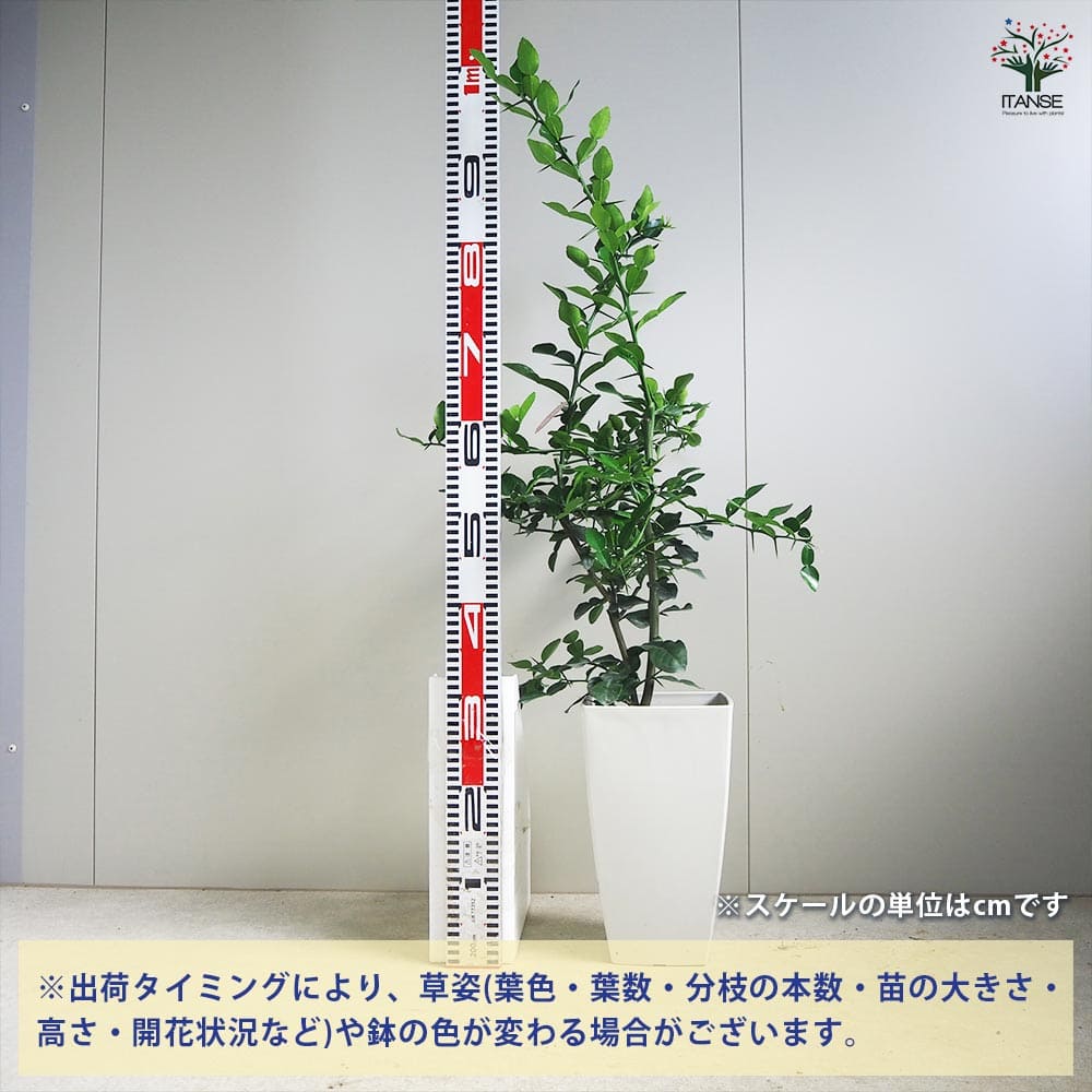 みかんの苗木 コブミカン 【果樹の苗木 7号角鉢／1個売り】