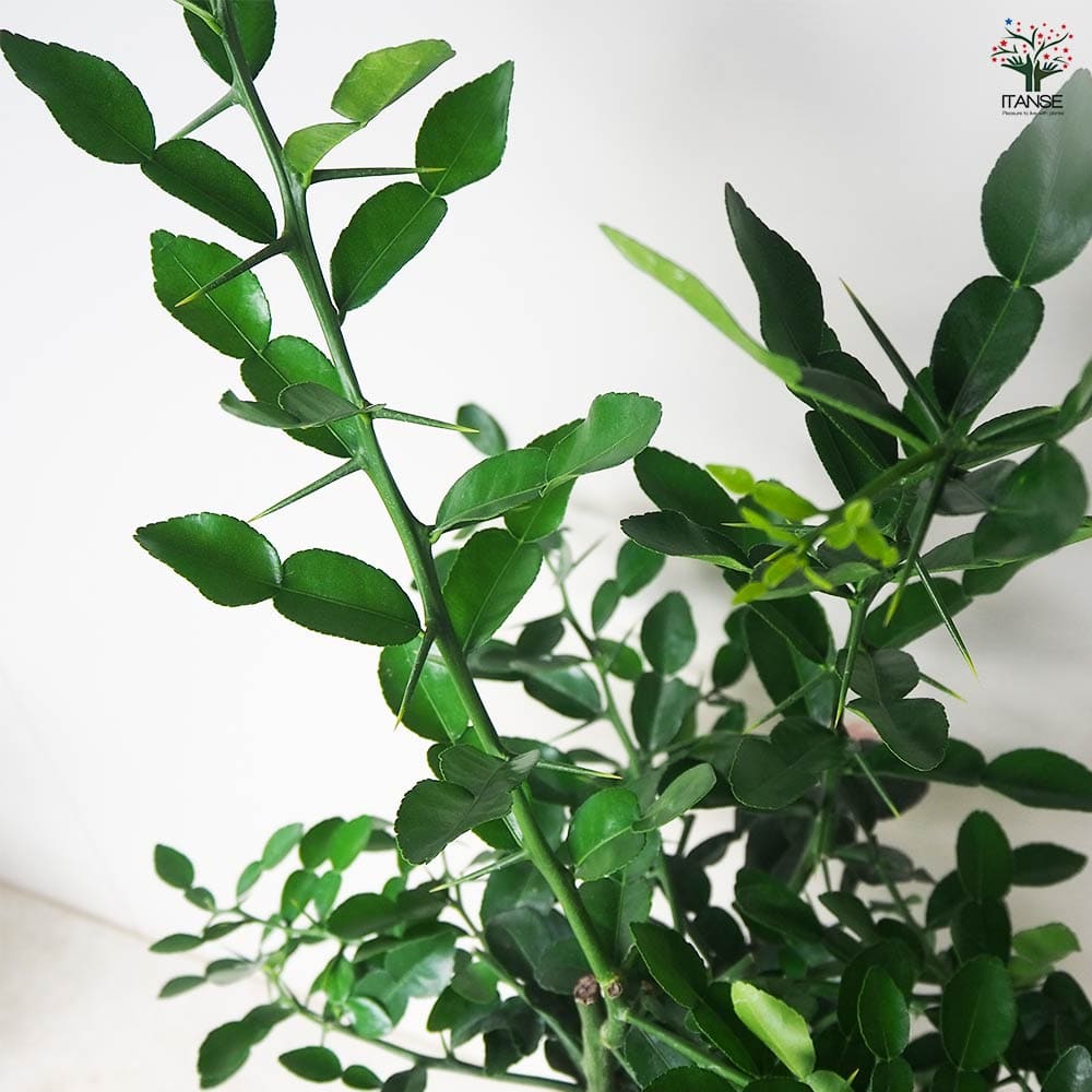 みかんの苗木 コブミカン 【果樹の苗木 7号角鉢／1個売り】