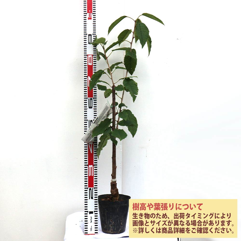 サクランボ 苗木　高砂　１.7メートル果樹の苗 小型 白鉢 楽天市場】さくらんぼ 苗木 【高砂（たかさご）】 1年生 接木