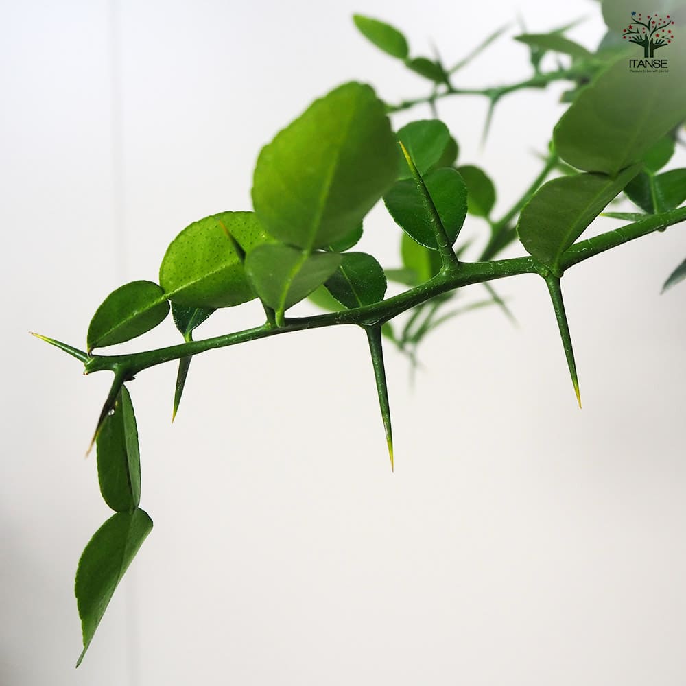 みかんの苗木 コブミカン 【果樹の苗木 7号角鉢／1個売り】