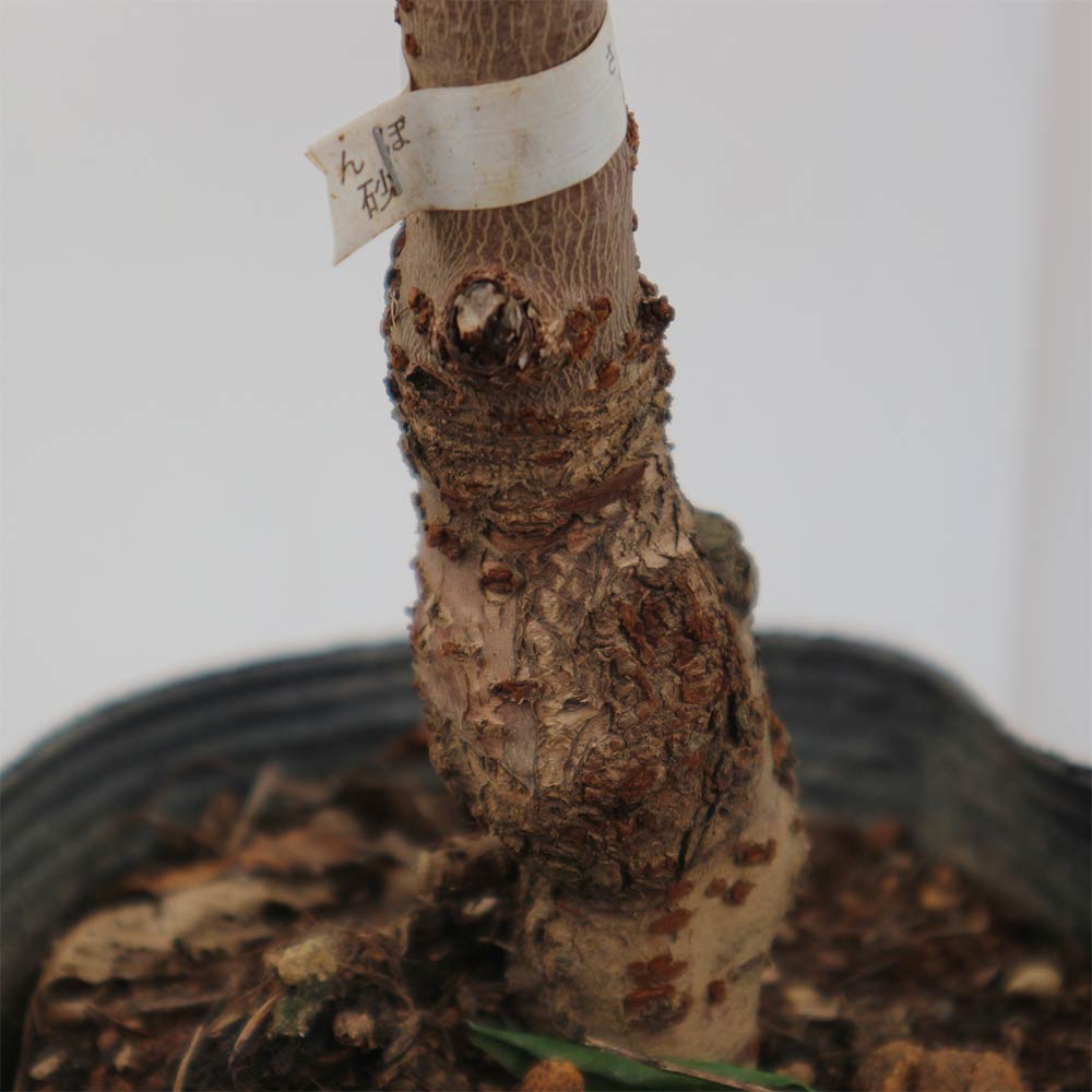 さくらんぼの苗木 高砂【果樹苗 2年生 接木苗15cmポット／1個