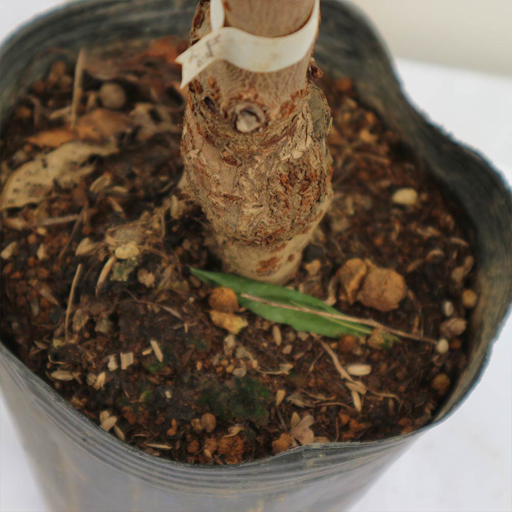 さくらんぼの苗木 高砂【果樹苗 2年生 接木苗15cmポット／1個