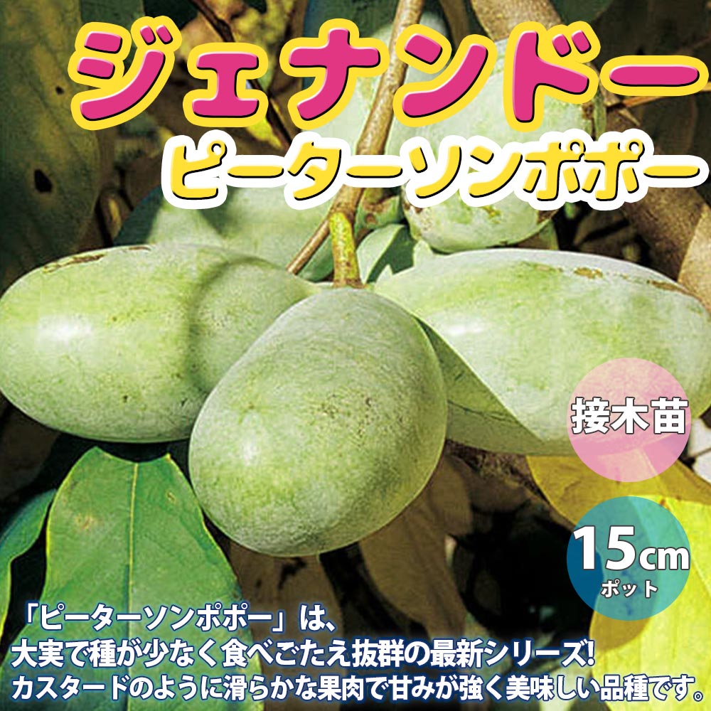 ピーターソンポポー 品種：ジェナンドー【果樹苗 2年生 接木苗 5号鉢／1個】