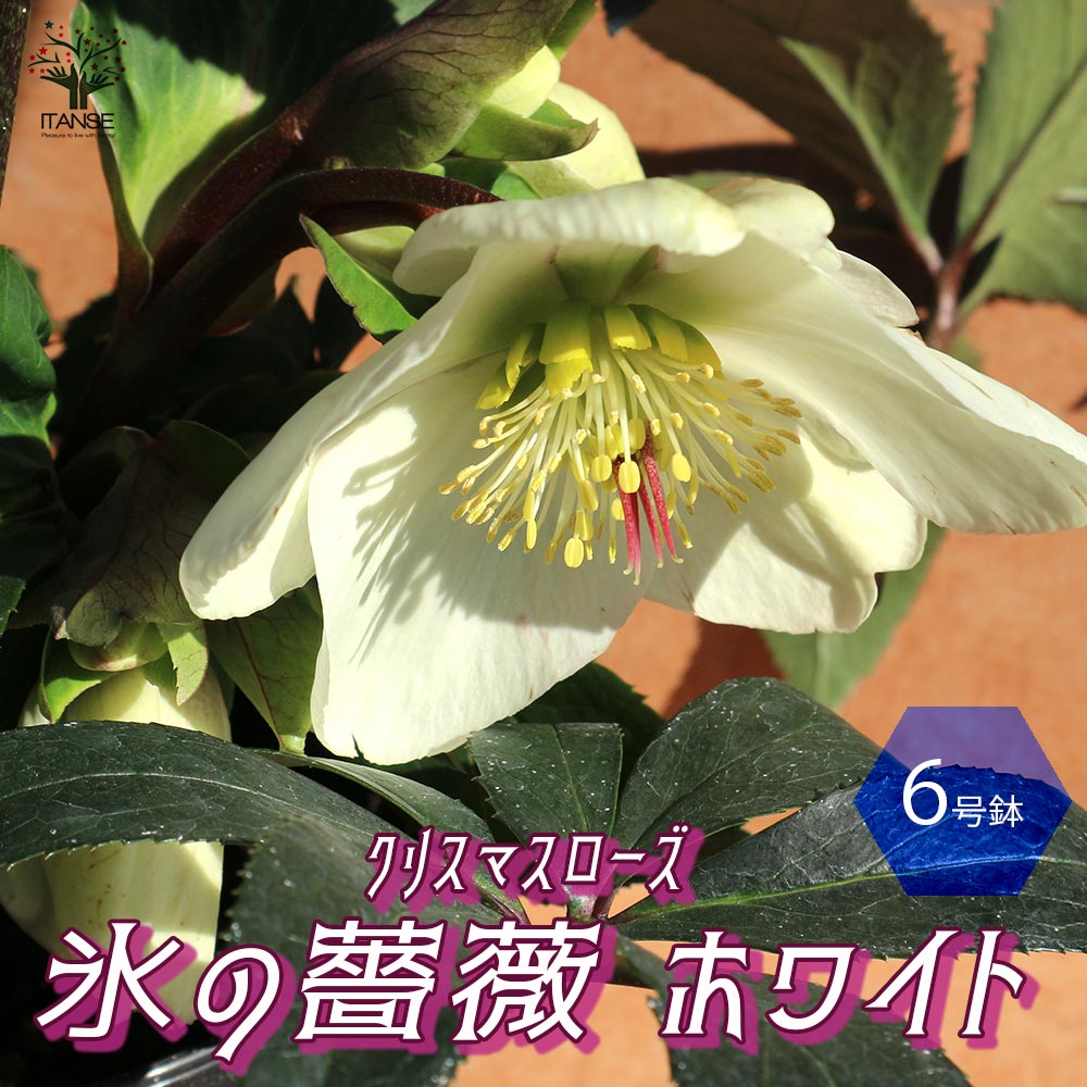 クリスマスローズ HGC IceN'roses 氷の薔薇：ホワイト【花苗 6号ポット／1個売り】