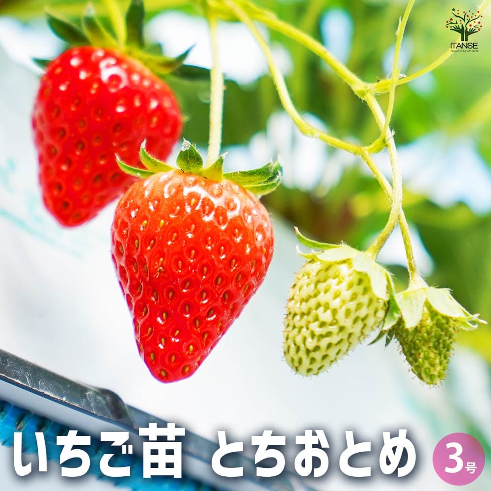 いちごの苗 とちおとめ2個～ 【野菜の苗 3号】