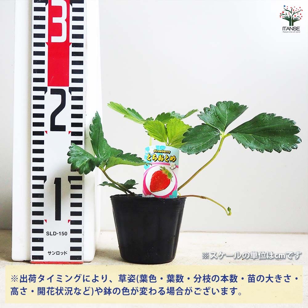 いちごの苗 とちおとめ2個～ 【野菜の苗 3号】