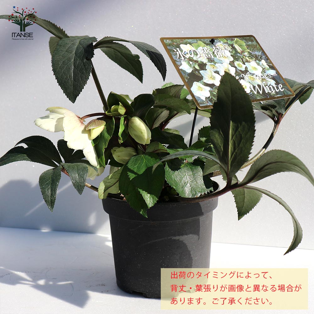 クリスマスローズ HGC IceN'roses 氷の薔薇：ホワイト【花苗 6号ポット／1個売り】