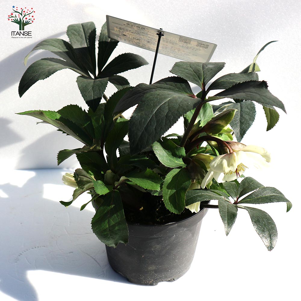 クリスマスローズ HGC IceN'roses 氷の薔薇：ホワイト【花苗 6号ポット／1個売り】