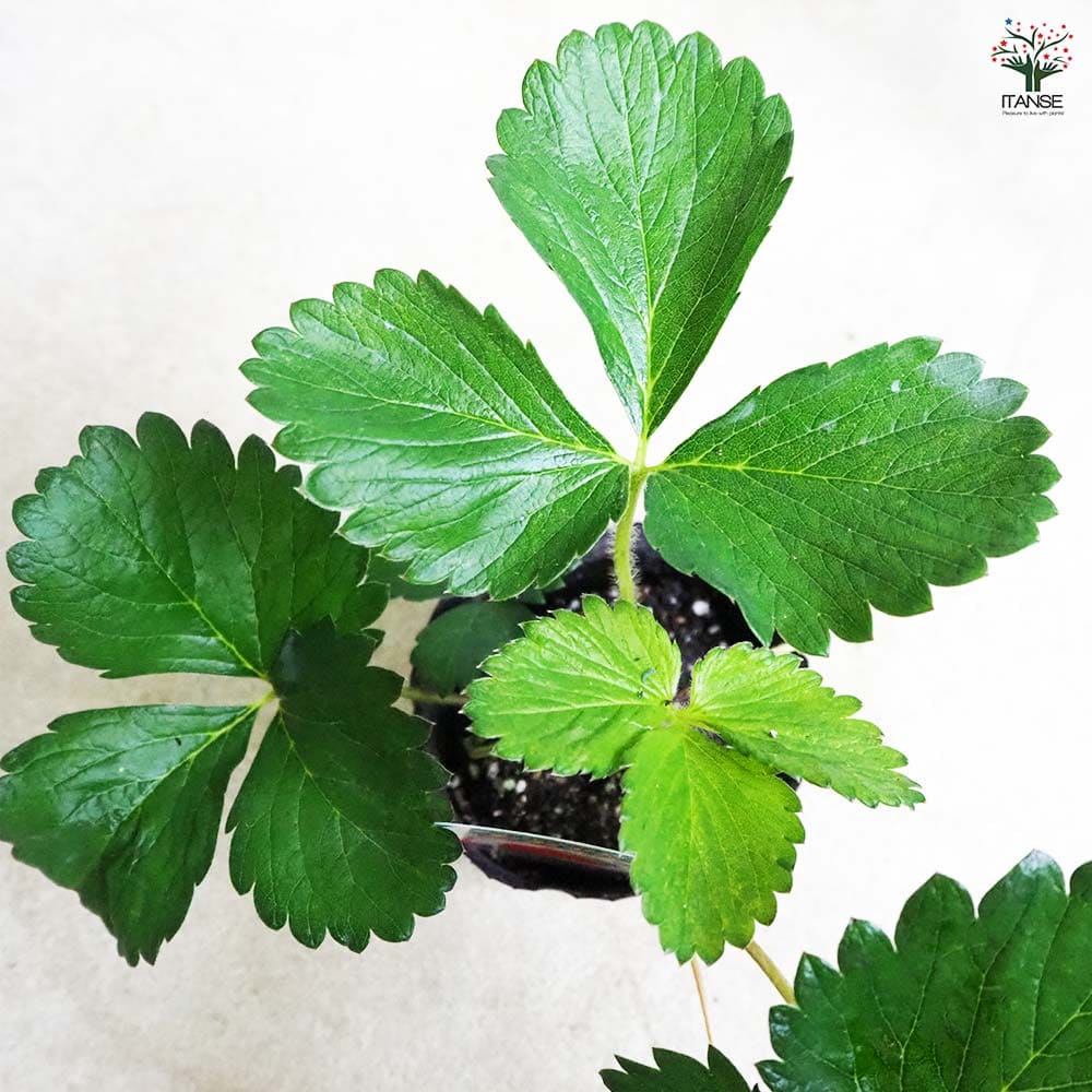 いちごの苗 とちおとめ2個～ 【野菜の苗 3号】