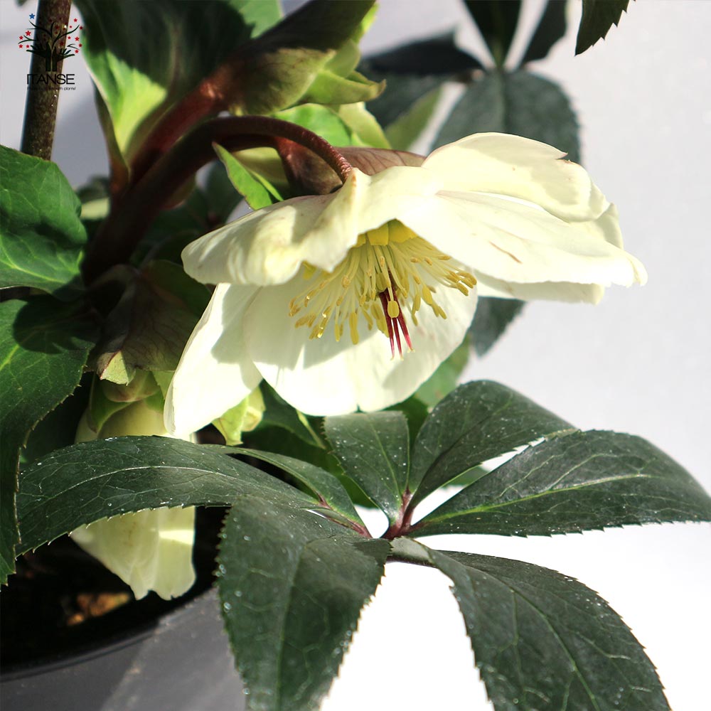 クリスマスローズ HGC IceN'roses 氷の薔薇：ホワイト【花苗 6号ポット／1個売り】