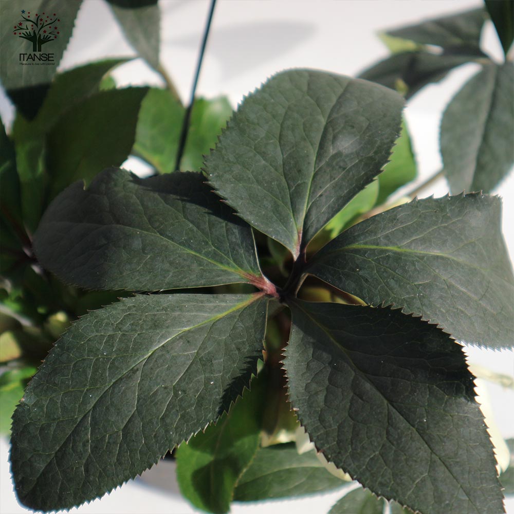 クリスマスローズ HGC IceN'roses 氷の薔薇：ホワイト【花苗 6号ポット／1個売り】