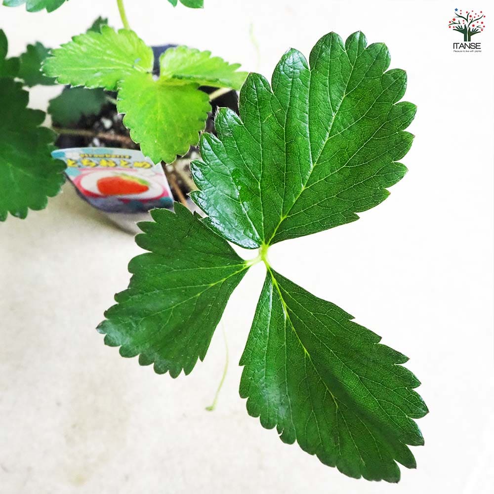 いちごの苗 とちおとめ2個～ 【野菜の苗 3号】