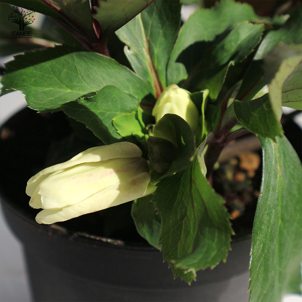 クリスマスローズ HGC IceN'roses 氷の薔薇：ホワイト【花苗 6号ポット／1個売り】