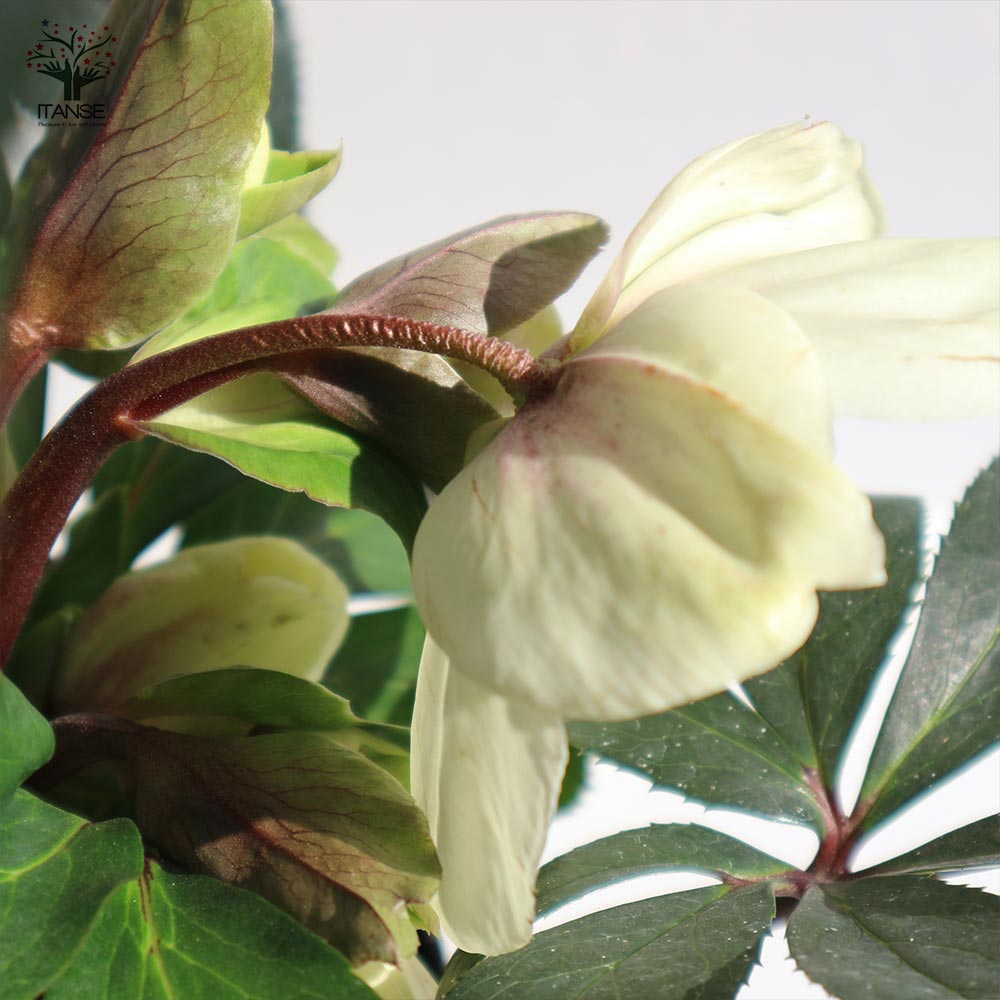 クリスマスローズ HGC IceN'roses 氷の薔薇：ホワイト【花苗 6号ポット／1個売り】