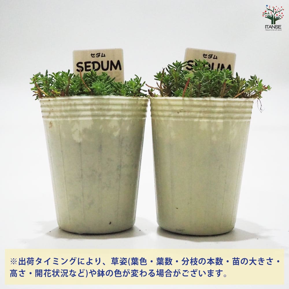 セダム アクレ 【多肉植物 2.5号／1個～】｜ 【植物の