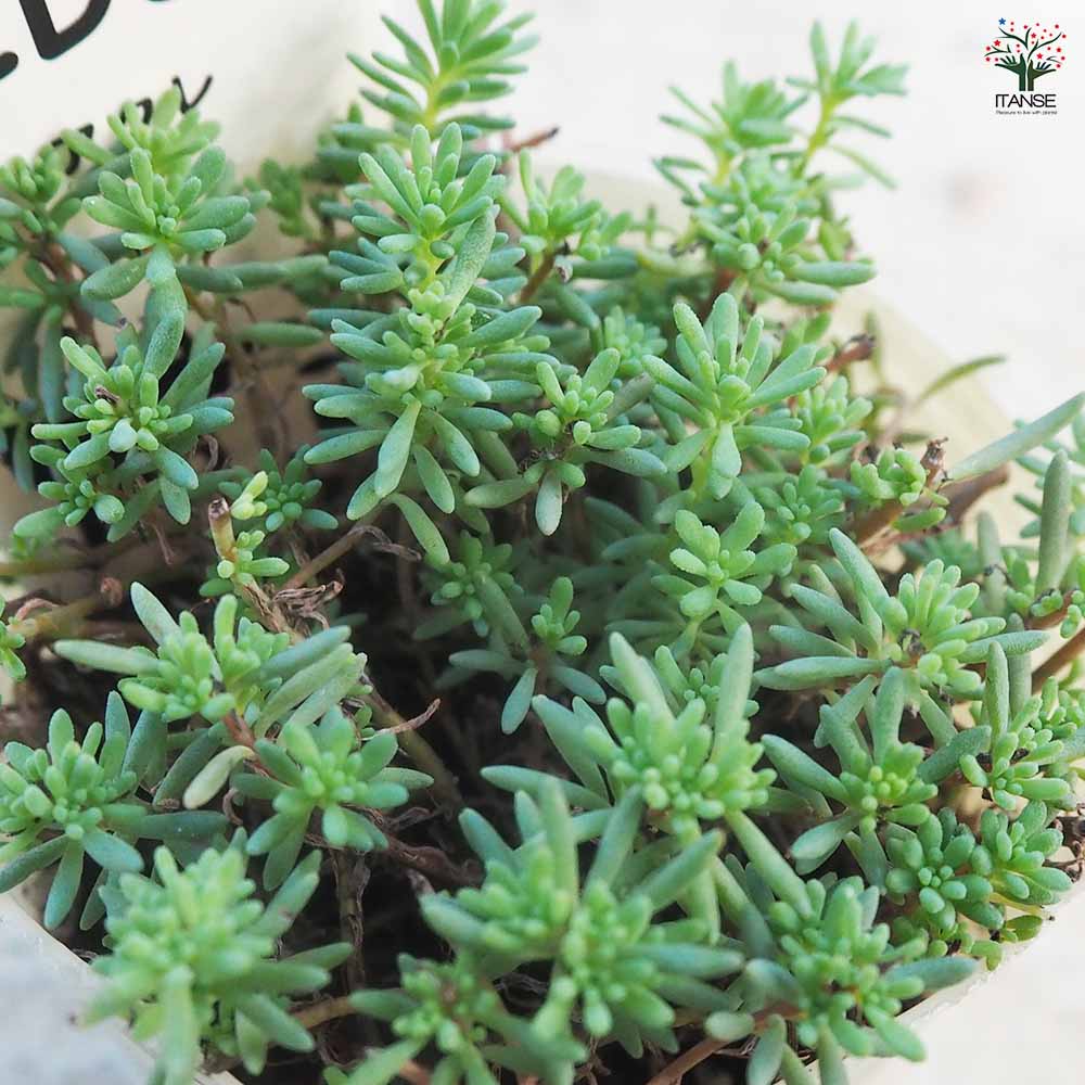 セダム アクレ 【多肉植物 2.5号／1個売り】｜ 【植物のITANSE 