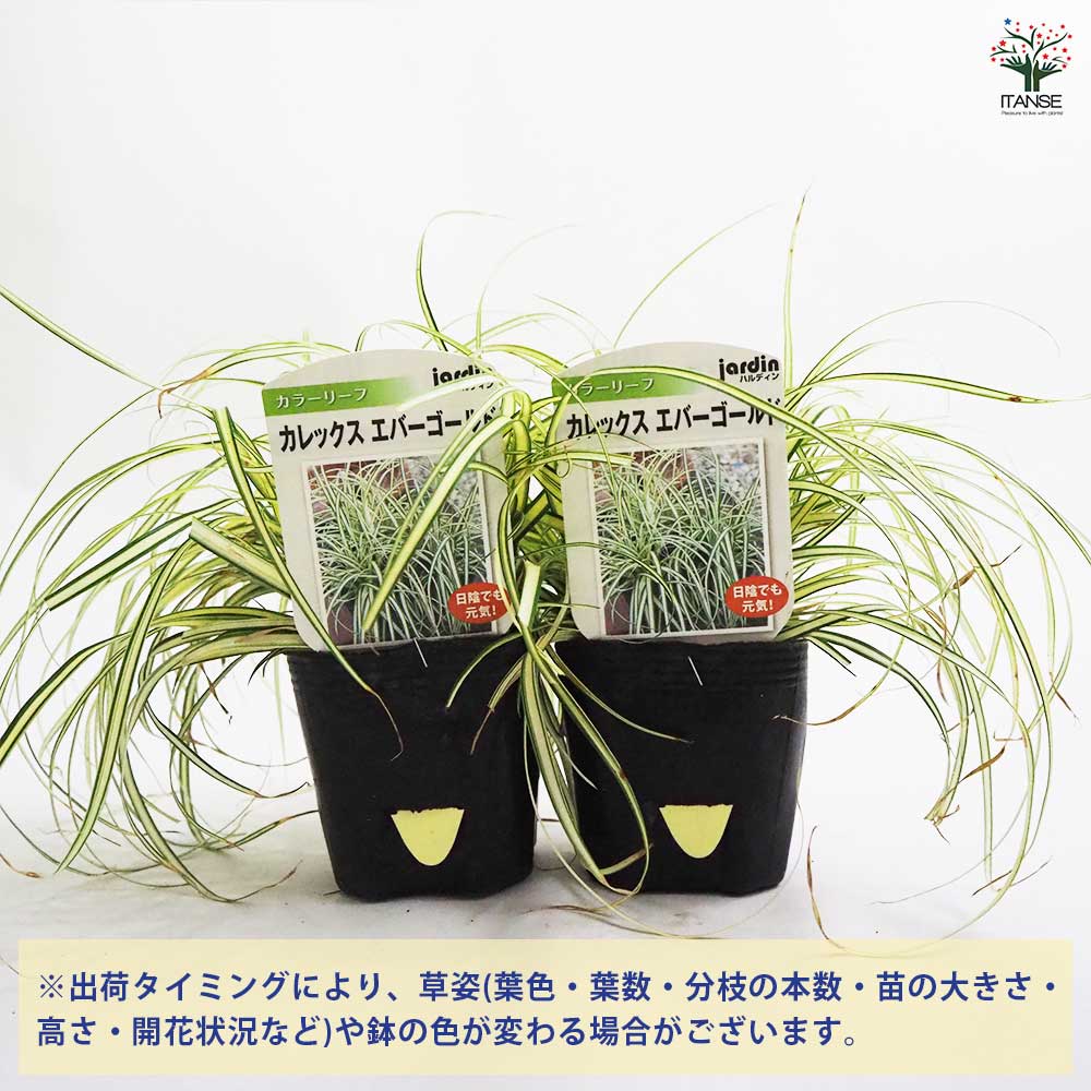カレックス エバーゴールド2個～ 【花苗 9cmポット】｜ 【植物の