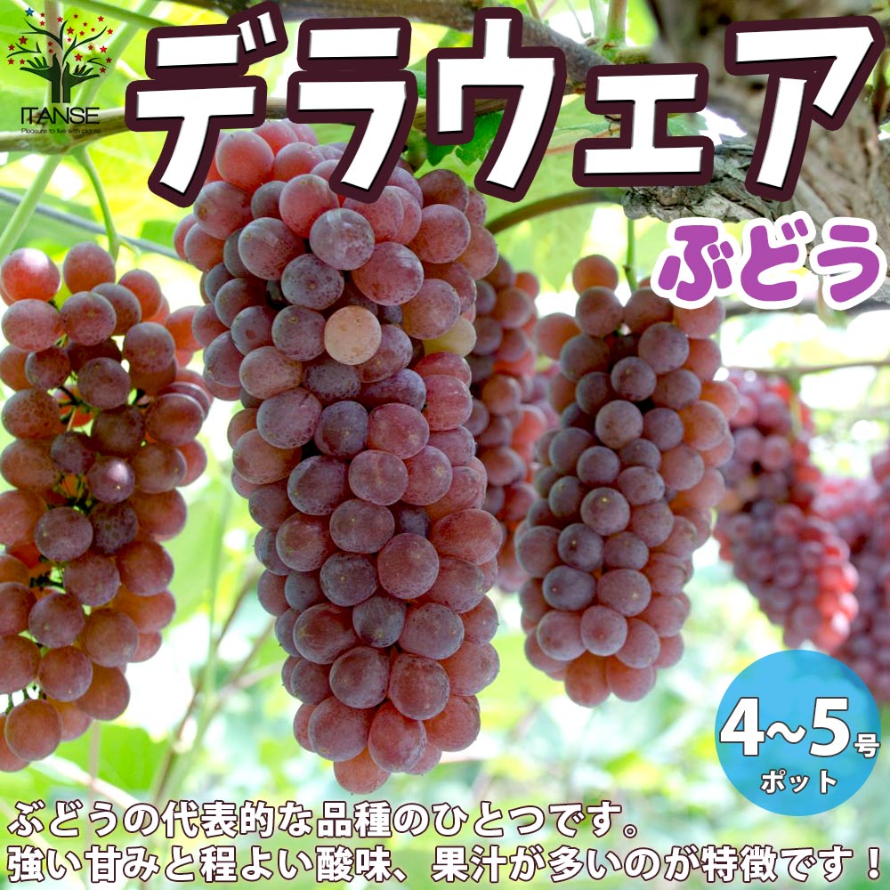 ぶどうの苗 デラウェア【果樹の苗木 12～15cmポット 1年生 挿木苗／1個売り】