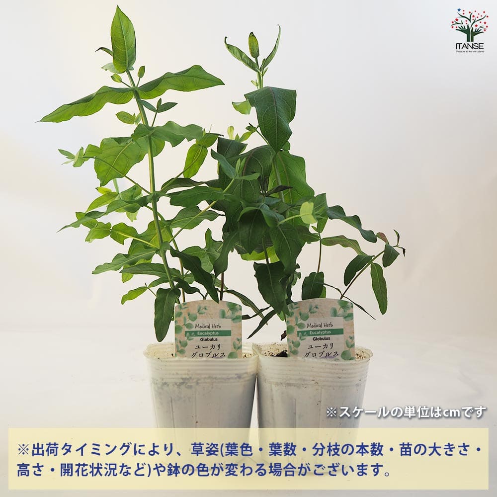 ユーカリ グロブルス 【花木苗 3.5号ポット】｜ 【植物のITANSE