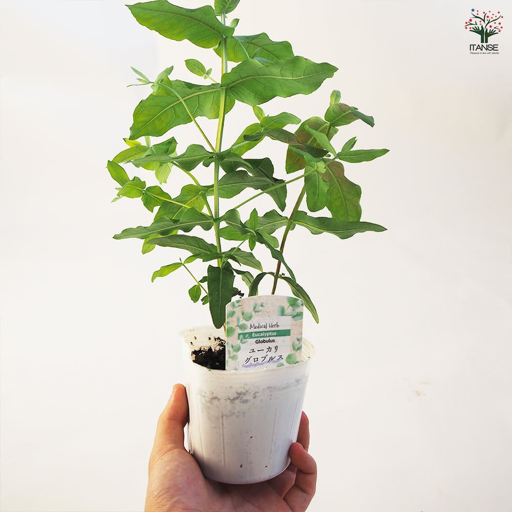 ユーカリ グロブルス 【花木苗 3.5号ポット】｜ 【植物のITANSE
