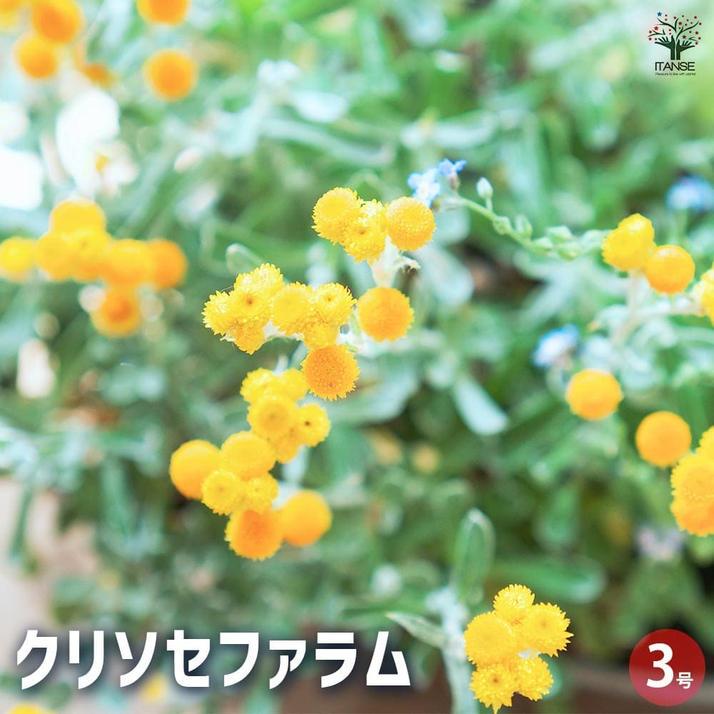 クリソセファラム 【花苗 3号】｜ 【植物のITANSE】全品送料無料