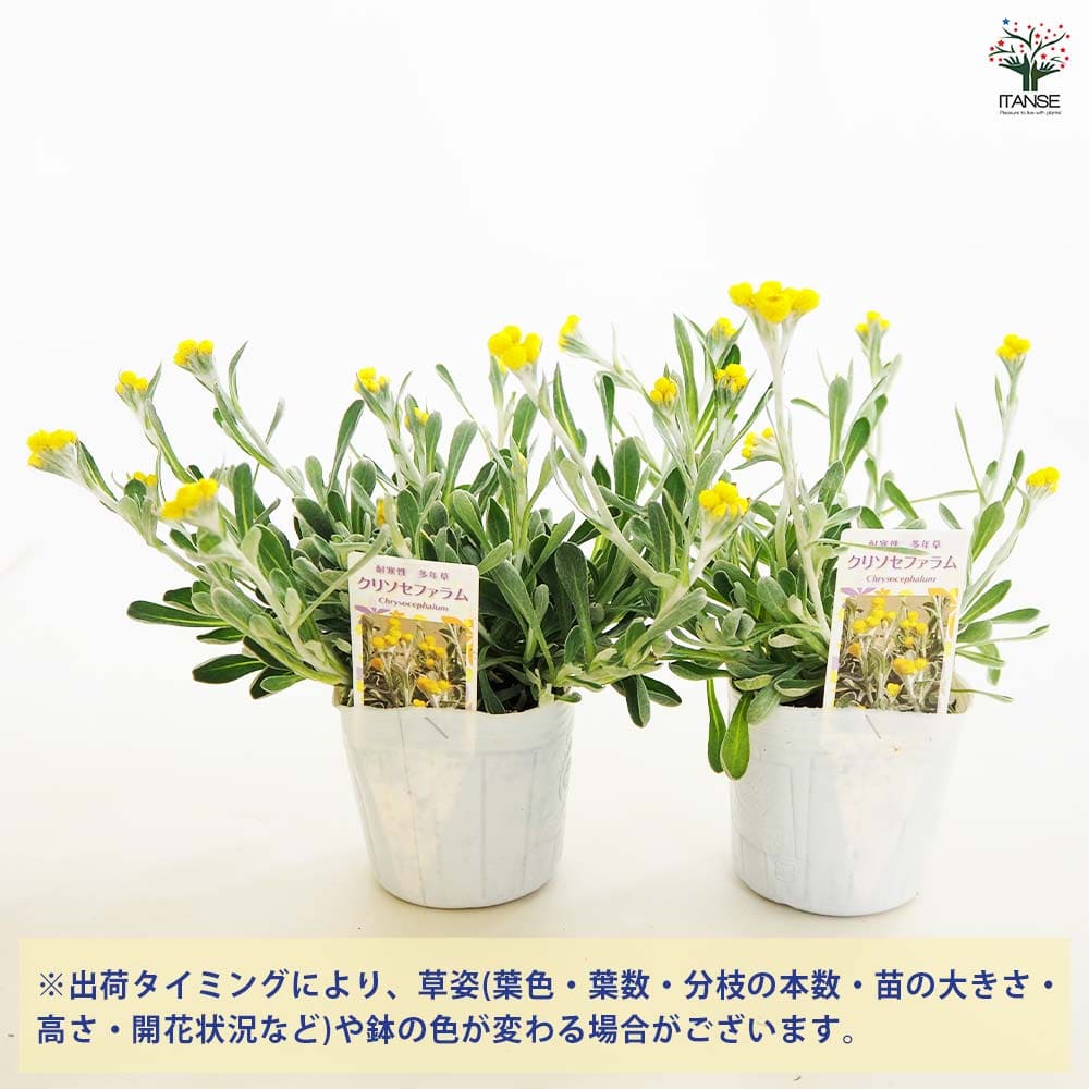 クリソセファラム 【花苗 3号】｜ 【植物のITANSE】全品送料無料