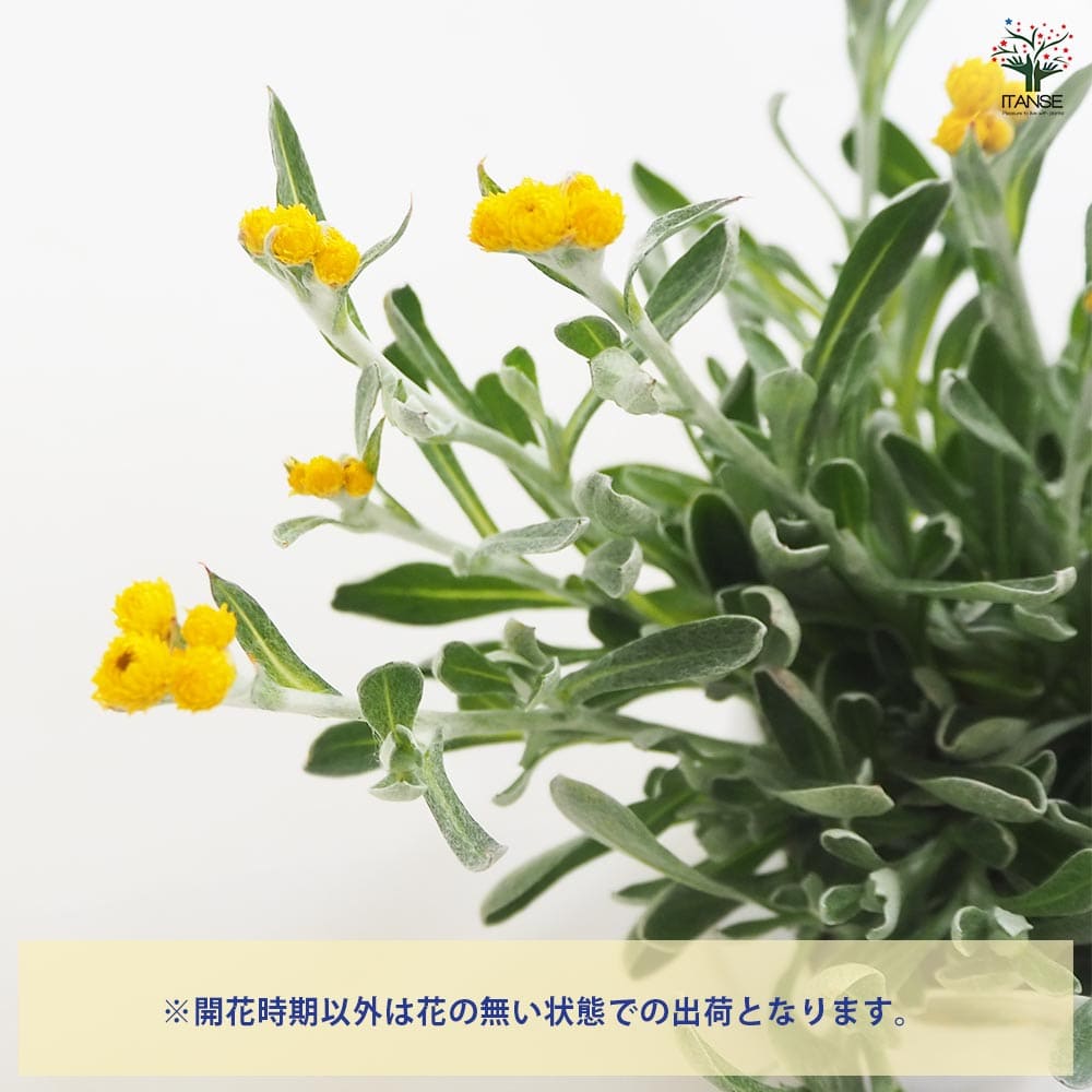クリソセファラム 【花苗 3号】｜ 【植物のITANSE】全品送料無料