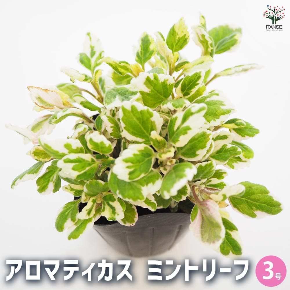 アロマティカス ミントリーフ 【ハーブの苗 3号】｜ 【植物の