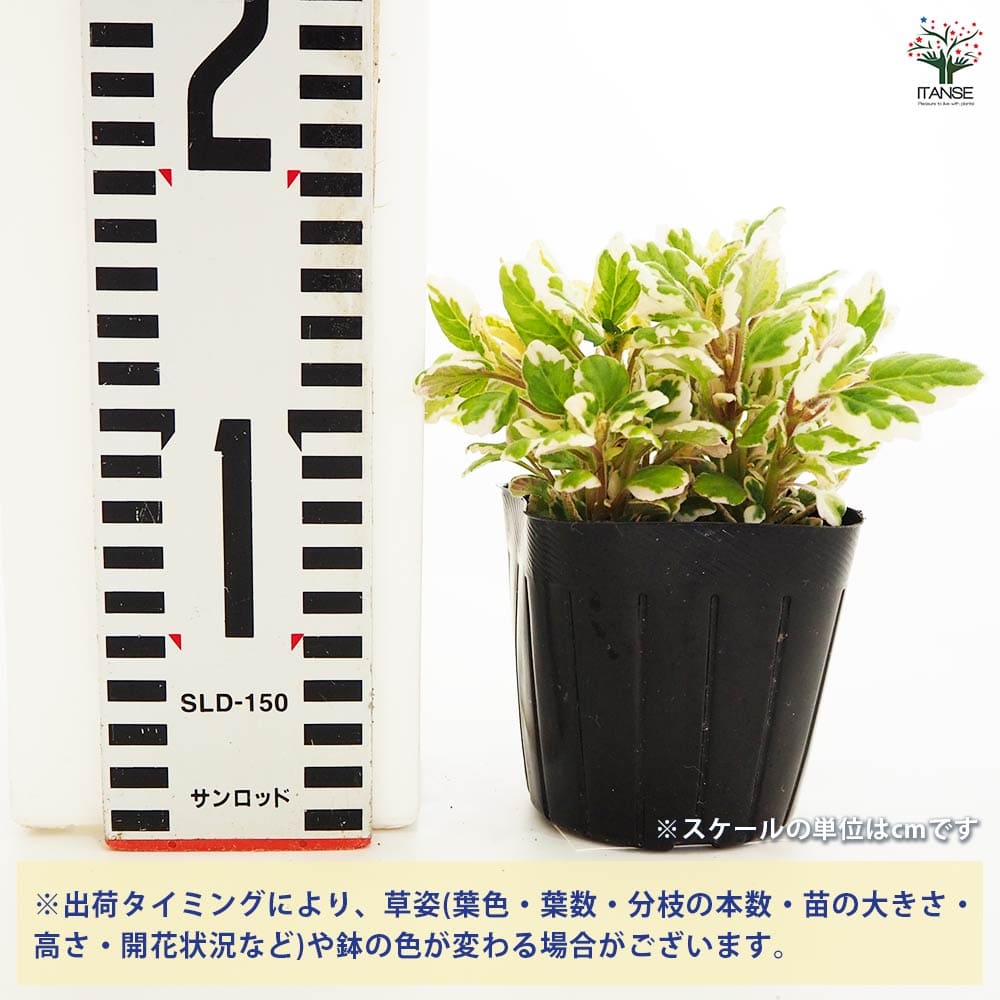 アロマティカス ミントリーフ 【ハーブの苗 3号】