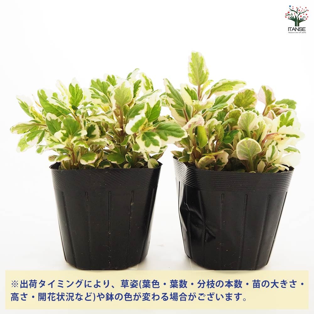 アロマティカス ミントリーフ 【ハーブの苗 3号】｜ 【植物の