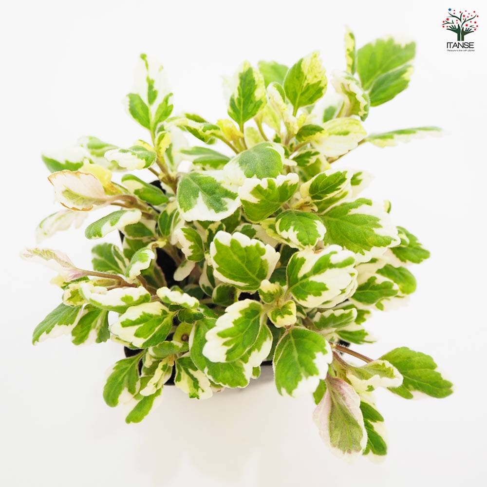 アロマティカス ミントリーフ 【ハーブの苗 3号】