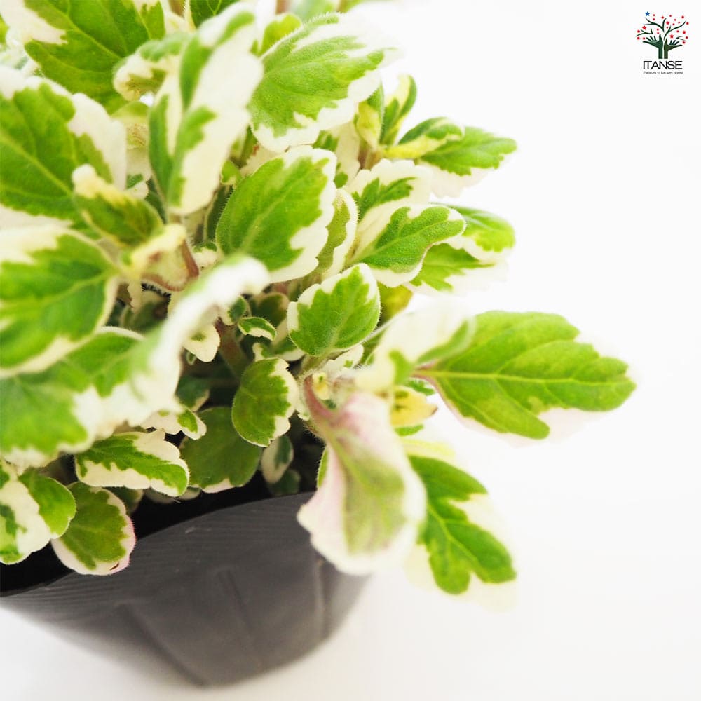 アロマティカス ミントリーフ 【ハーブの苗 3号】｜ 【植物の