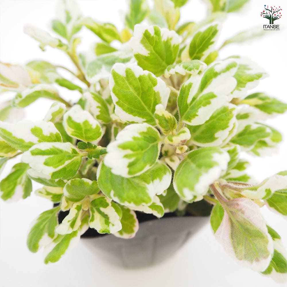 アロマティカス ミントリーフ 【ハーブの苗 3号】