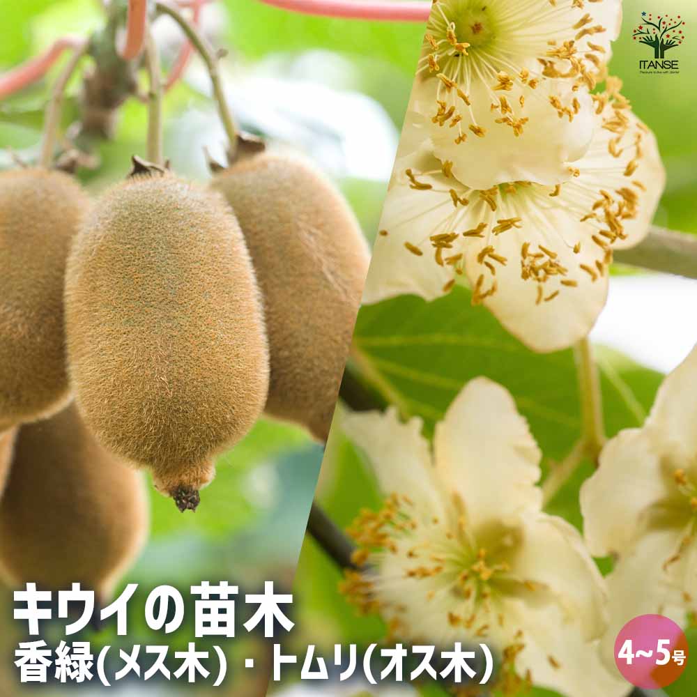 キウイの苗木 香緑(メス)＆トムリ(オス)4～ 【果樹の苗木 4号／1個売り】