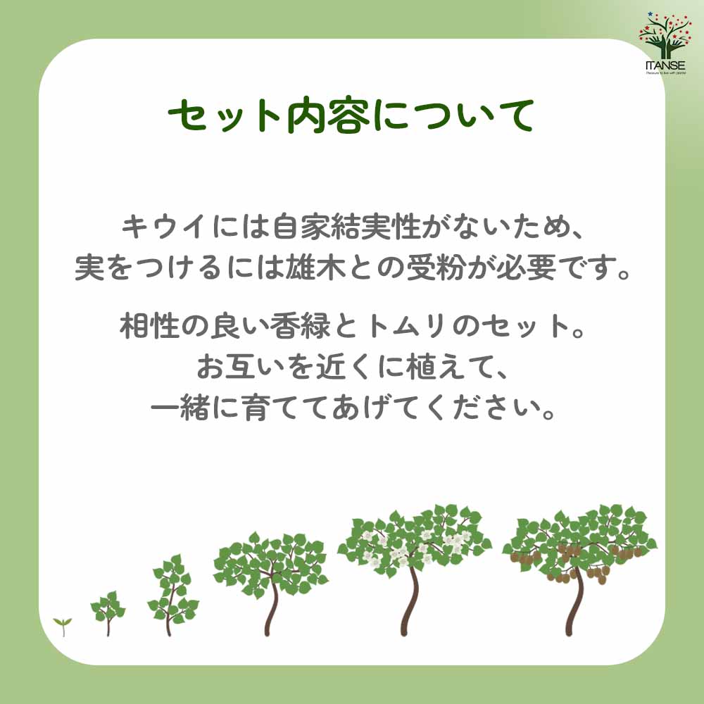 キウイの苗木 香緑(メス)＆トムリ(オス)4～ 【果樹の苗木 4号／1個売り】
