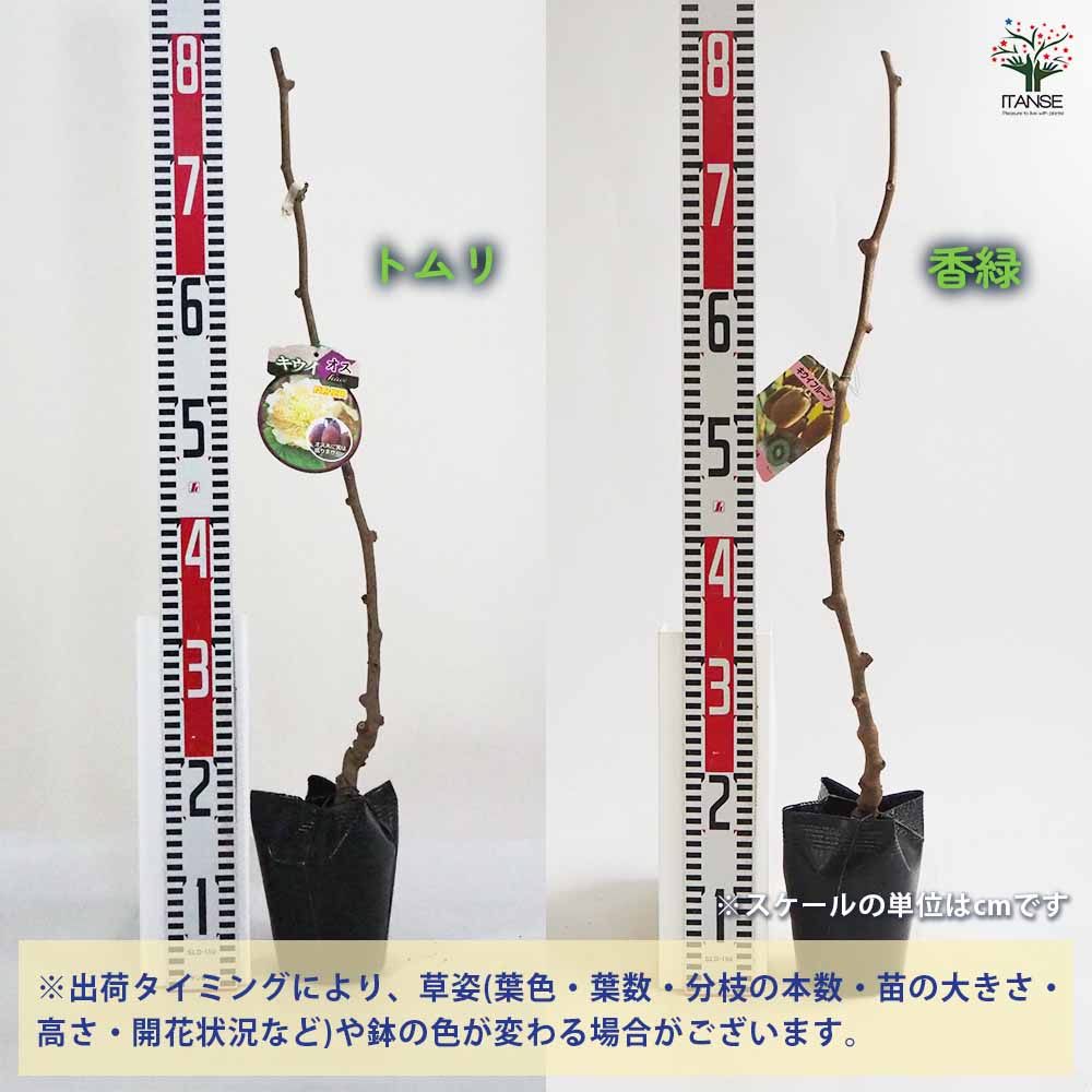 キウイの苗木 香緑(メス)＆トムリ(オス)4～ 【果樹の苗木 4号／1個売り】