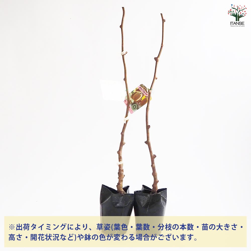 キウイの苗木 香緑(メス)＆トムリ(オス)4～ 【果樹の苗木 4号／1個売り】