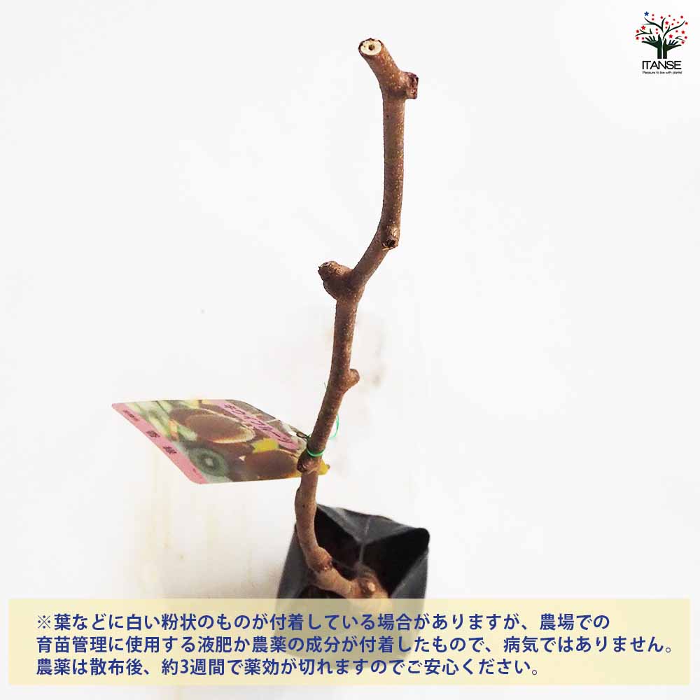 キウイの苗木 香緑(メス)＆トムリ(オス)4～ 【果樹の苗木 4号／1個売り】