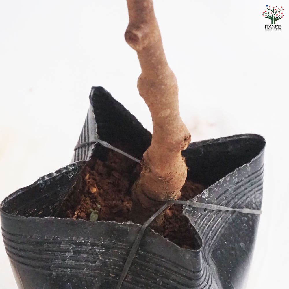 キウイの苗木 香緑(メス)＆トムリ(オス)4～ 【果樹の苗木 4号／1個売り】