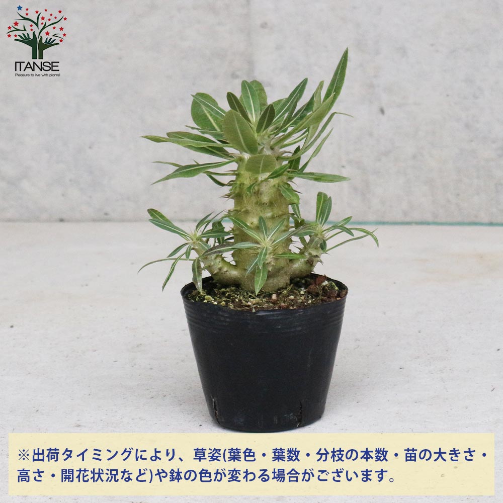 パキポディウム　ホロンベンセ（鉢付き可） パキポディウム ホロンベンセ リビングやオフィスに置きやすい