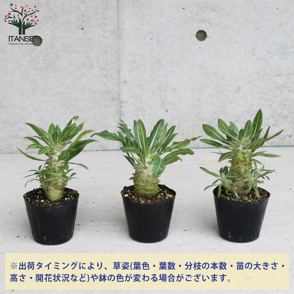 パキポディウム ホロンベンセ リビングやオフィスに置きやすい