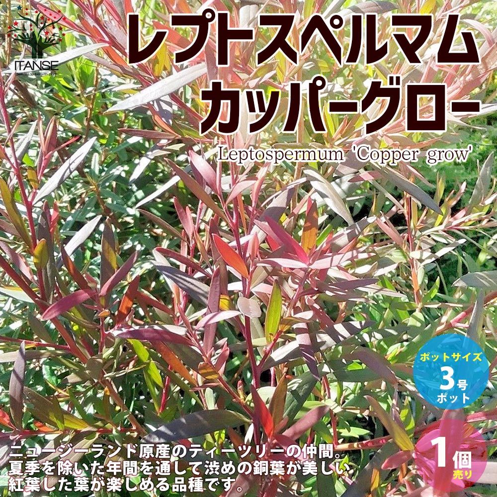レプトスペルマム・カッパーグロー 【庭木 花木苗／1個売り】｜ 【植物